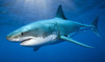 Great-White-shark-Evans-Head-595103.jpg